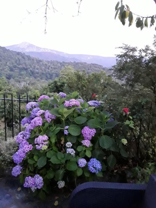 Petit Coin De Paradis Holiday home Evisa